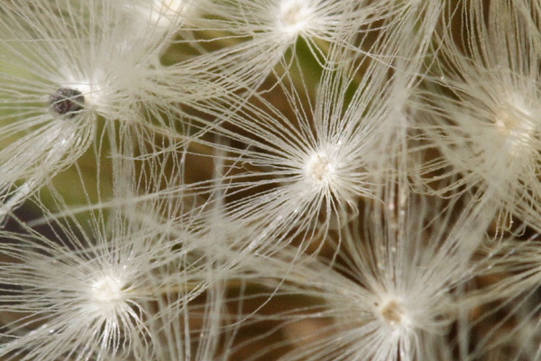 More pictures from the University Botanic Gardens