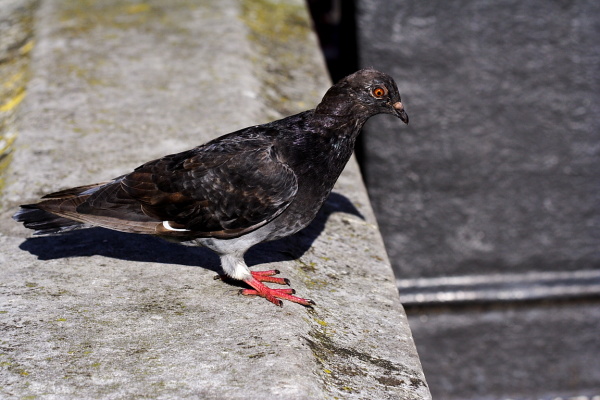 Leaves and pigeons