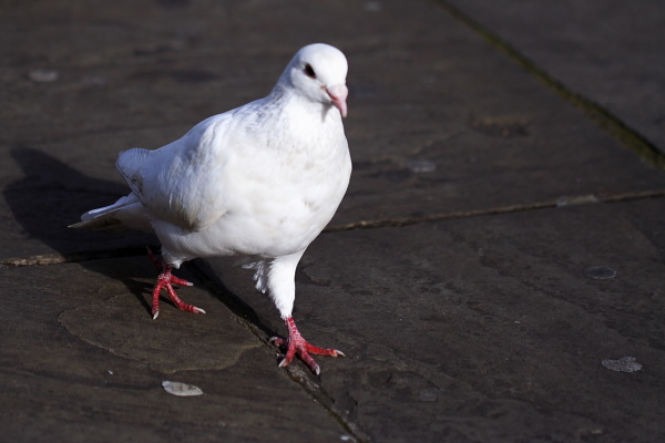 Leaves and pigeons