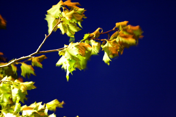 Leaves and pigeons