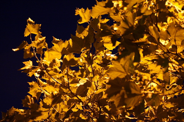 Leaves and pigeons