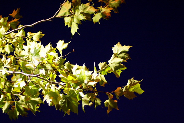 Leaves and pigeons