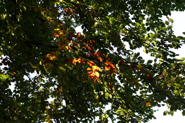 Leaves and pigeons