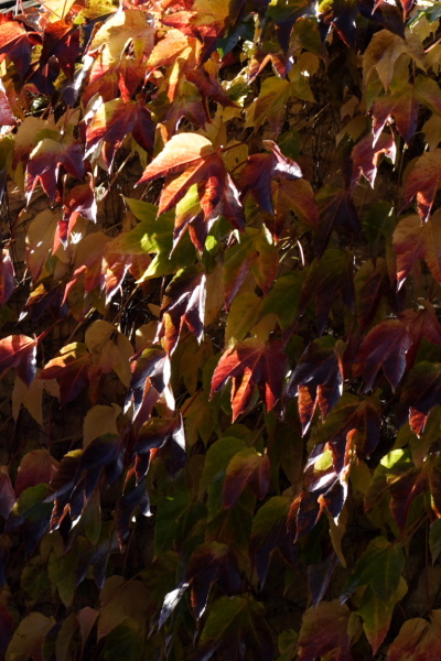 Leaves and pigeons