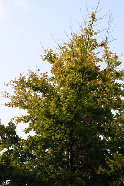 Leaves and pigeons