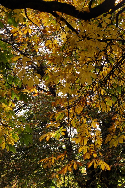 Leaves and pigeons