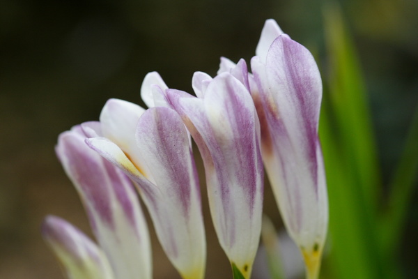 Botanic Gardens with Edith and Naath