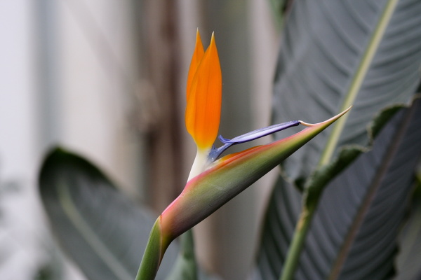 Botanic Gardens with Edith and Naath