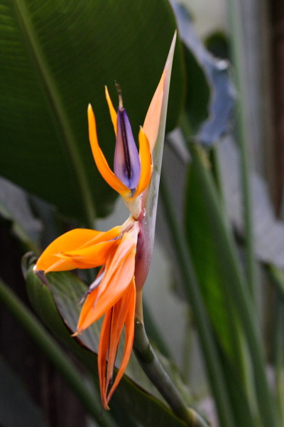 Botanic Gardens with Edith and Naath