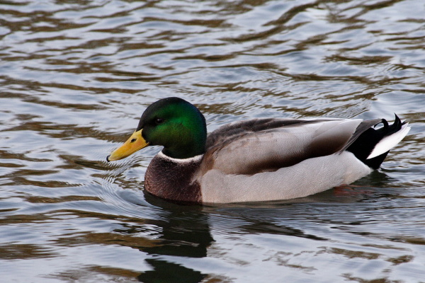 Near the Cam