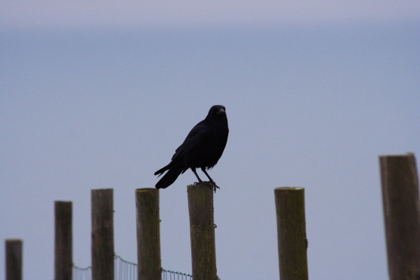 Hengistbury Head