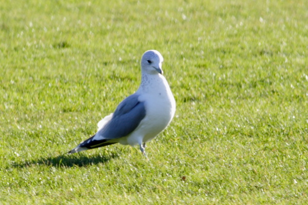 Landscapes, gulls, work