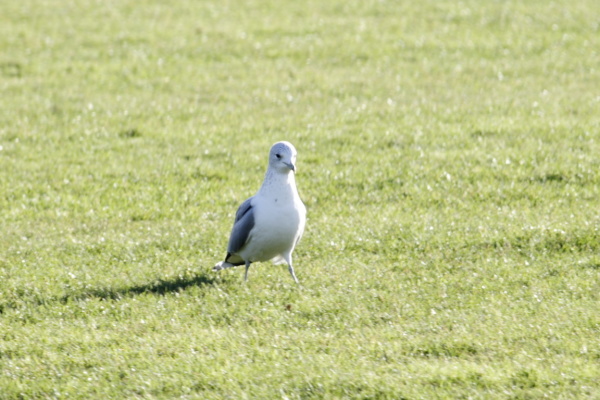 Landscapes, gulls, work