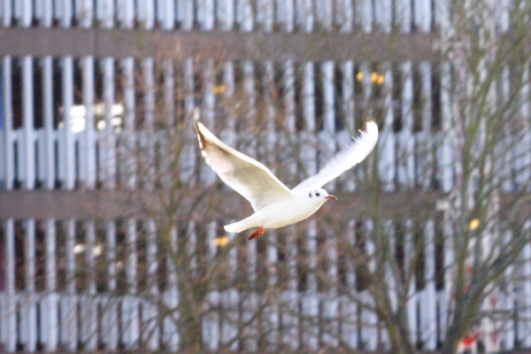 Landscapes, gulls, work