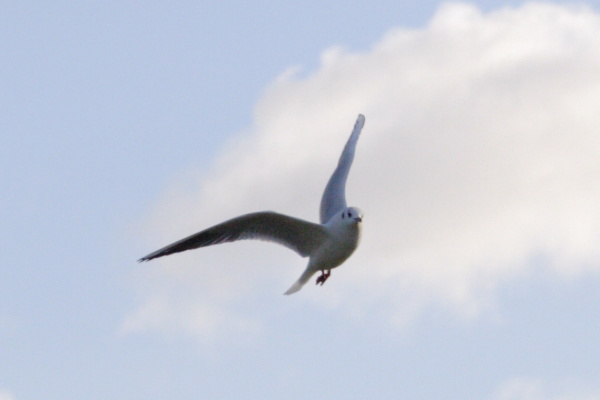 Landscapes, gulls, work