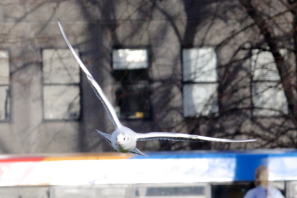 Landscapes, gulls, work