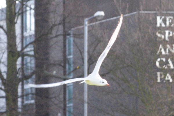 Landscapes, gulls, work