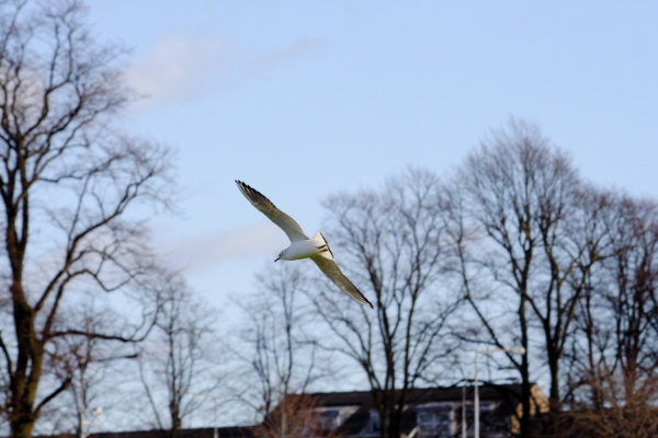 Landscapes, gulls, work