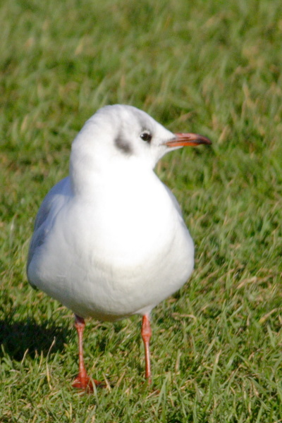 Landscapes, gulls, work