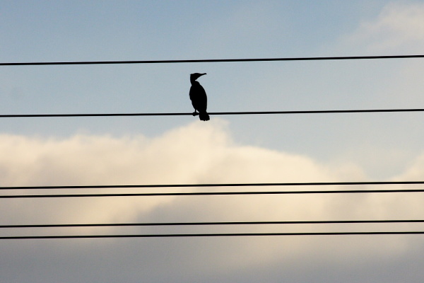 Spiderwebs and birds