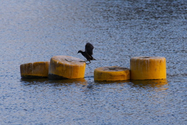 Spiderwebs and birds