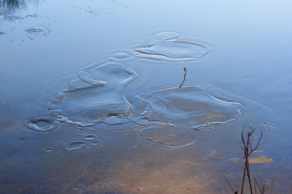 Spiderwebs and birds