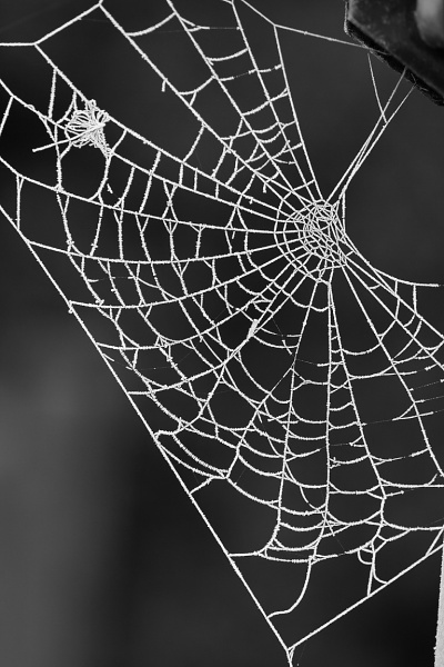 Spiderwebs and birds