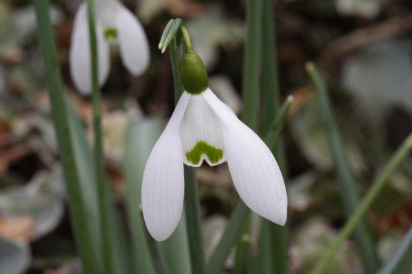 University Botanic Gardens (March 2006)