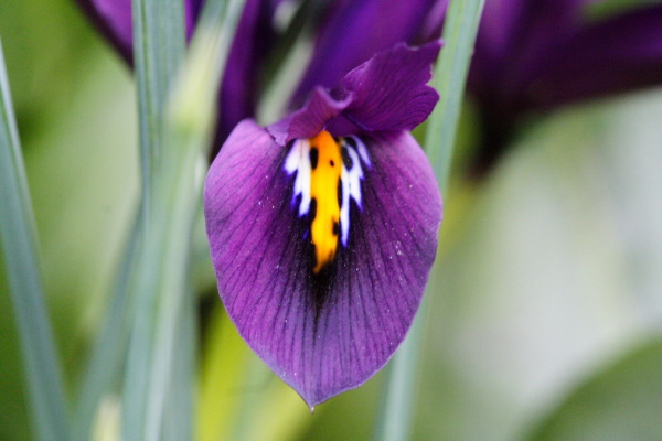 University Botanic Gardens (March 2006)