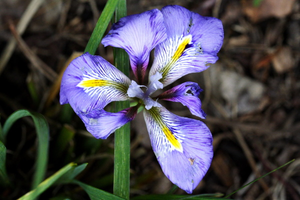 University Botanic Gardens (March 2006)