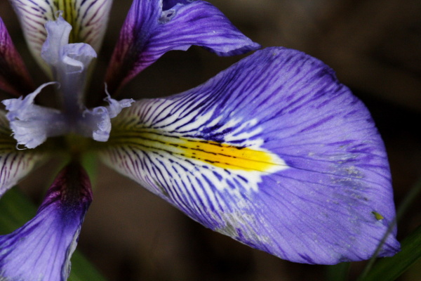 University Botanic Gardens (March 2006)