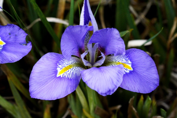 University Botanic Gardens (March 2006)