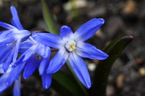 University Botanic Gardens (March 2006)