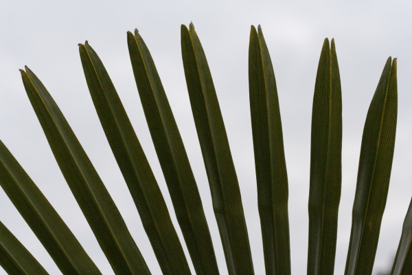 University Botanic Gardens (March 2006)