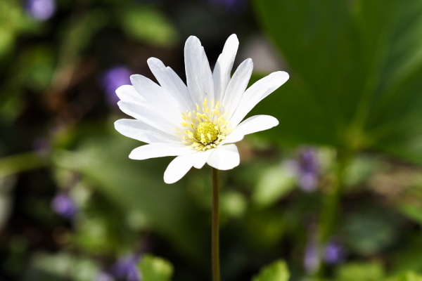 University Botanic Gardens