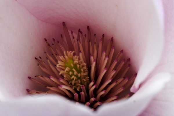 University Botanic Gardens