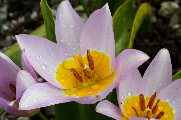 University Botanic Gardens