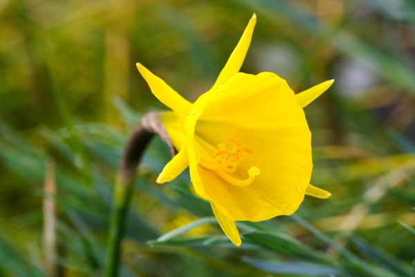 University Botanic Gardens