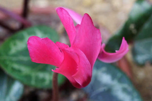 University Botanic Gardens