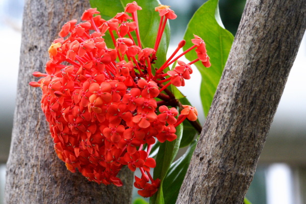 University Botanic Gardens