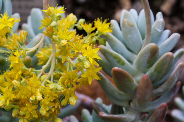 University Botanic Gardens