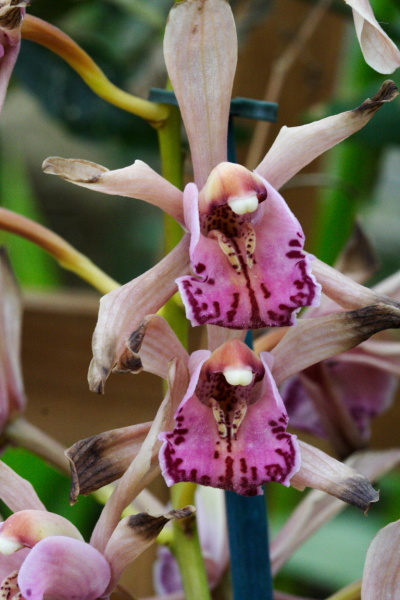 University Botanic Gardens