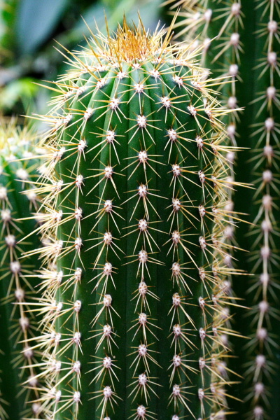 University Botanic Gardens