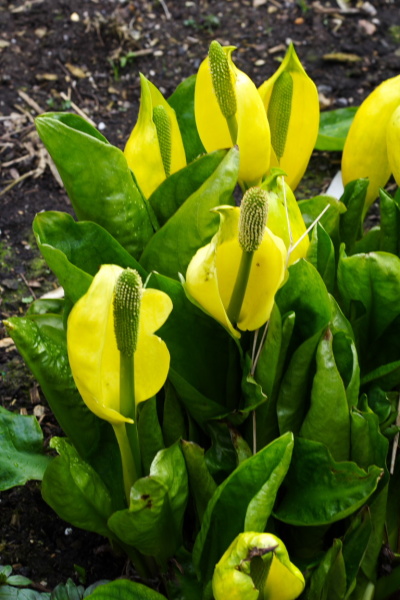 University Botanic Gardens