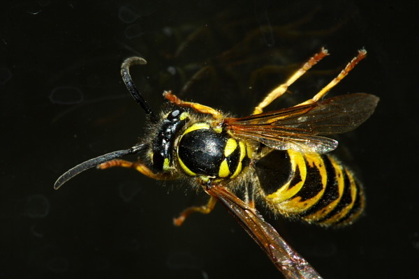 Wasp