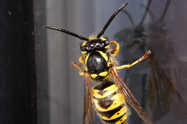 Wasp