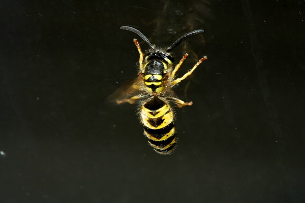 Wasp