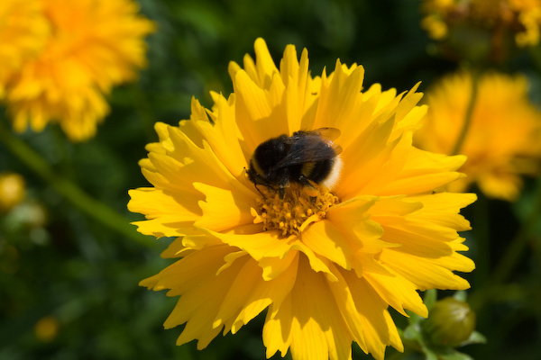 Kew Gardens