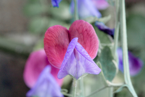 Kew Gardens