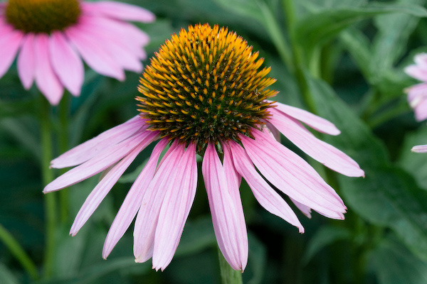 Kew Gardens